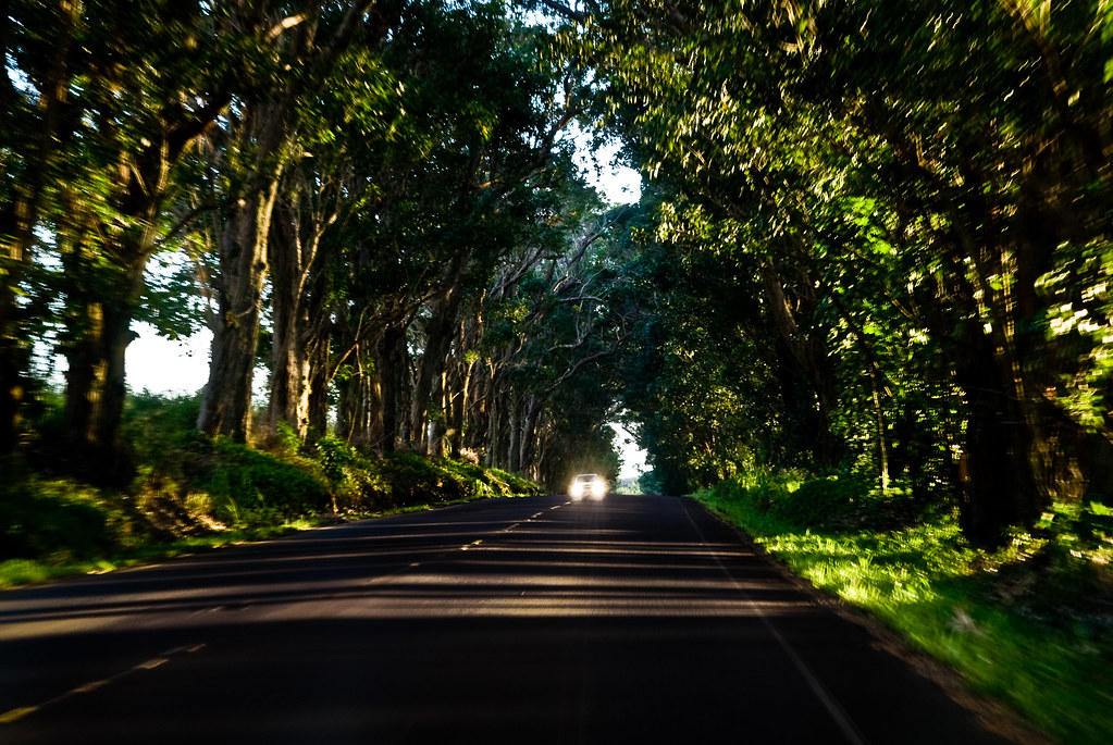 Tunnel of Trees