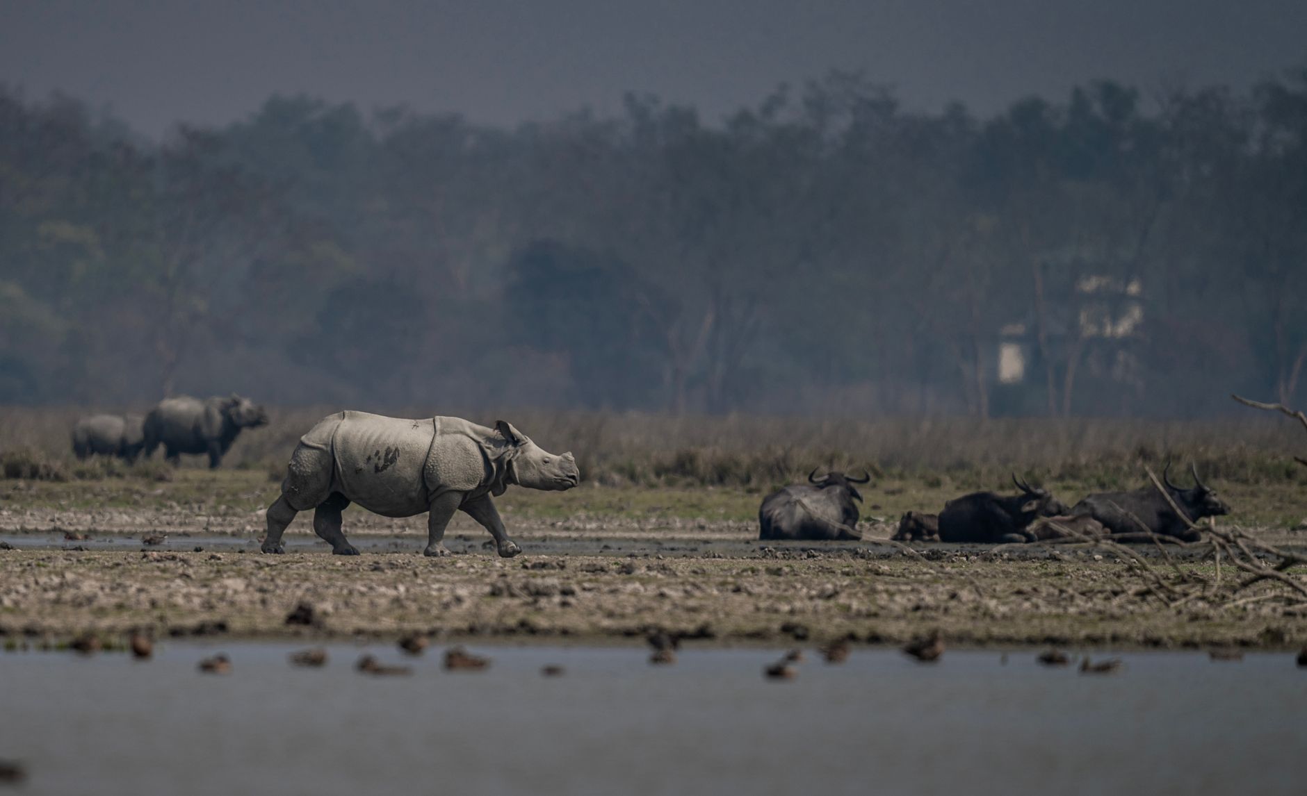 Pobitora Wildlife Sanctuary reopening